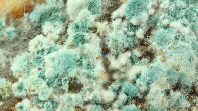 Signs Your Home Might Have Mold