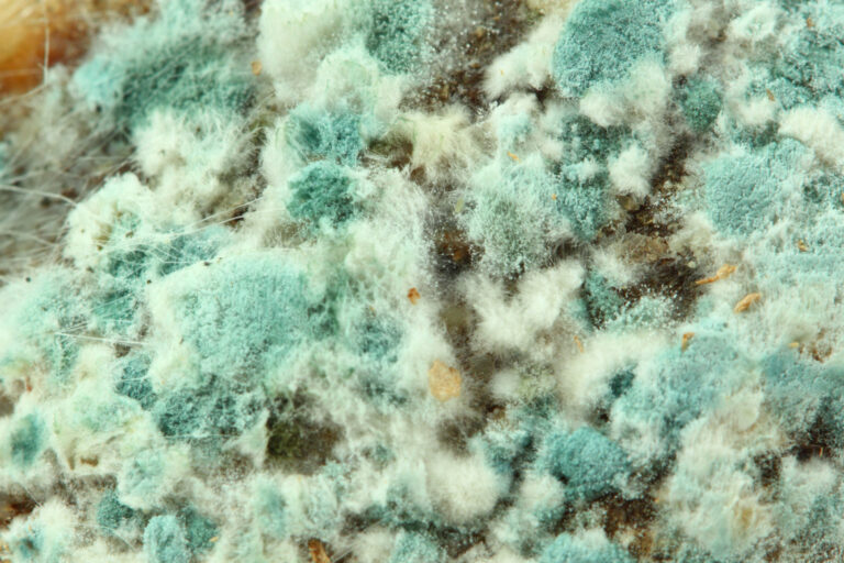 Signs Your Home Might Have Mold
