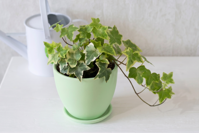 English-Ivy-Mold