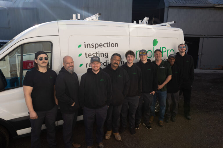 Our team is ready to inspect and remediate mold.